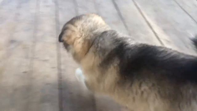 Пухлый Зевсик атакует из кустов смотреть онлайн