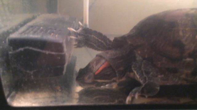 Черепаха TURTLE смотреть онлайн