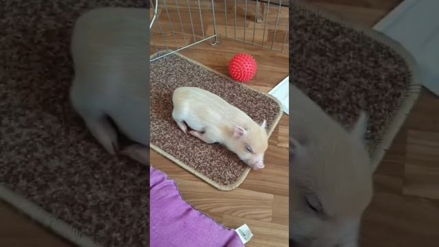 мини пиг спит #свин #свинкапеппа #свинарник #морскаясвинка #свинья #еда #минипиг смотреть онлайн