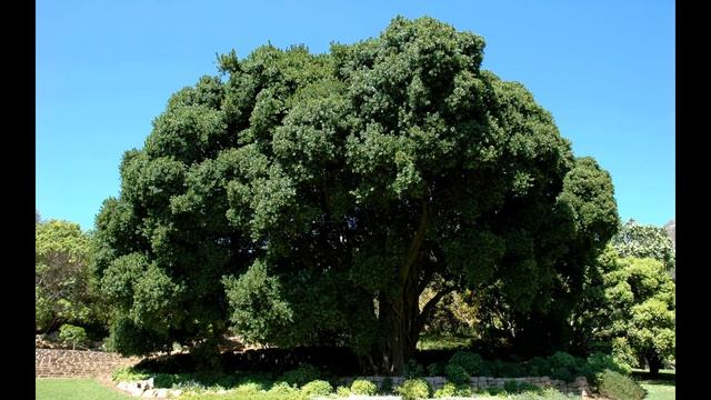 Евгений Колосян смаковница смотреть онлайн