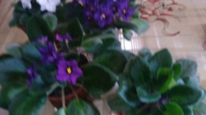 Фиалки. Мой уход и цветение!