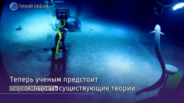 Ученые открыли новый вид глубоководных рыб