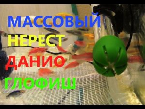 Массовый нерест ДАНИО ГлоФиш. Икра, Личинка, Малёк.