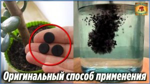 АКТИВИРОВАННЫЙ УГОЛЬ Оригинальный способ применения и НЕЗАМЕНИМЫЙ помощник для КОМНАТНЫХ РАСТЕНИЙ