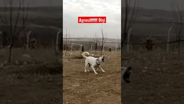 AKBAŞ AKBASH KANGAL ALABAİ MALAKLI DOBERMAN GUARD DOG KÖPEK ALAN KORUMA GUARDİAN DOGS