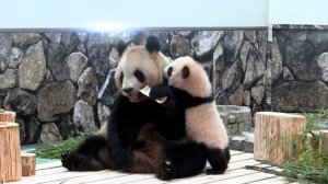 Большие панды из Китая покоряют посетителей японского зоопарка
