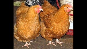ПОРОДА КУР ФОКСИ ЧИК: ОПИСАНИЕ