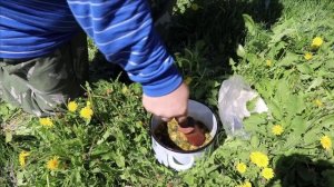 Одуванчики с сахаром. Заготовь одуванчики на зиму