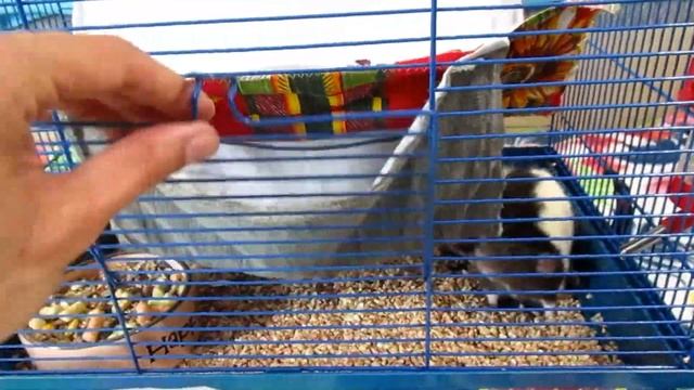 Мамочка с крысенком, и два парня, в мусоропереработчик! + 4 очередные в приюте. (Fancy Rats) смотреть онлайн