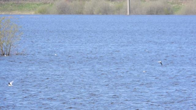 Белокрылая Крачка и Малые Чайки, наблюдение птиц в Новгородской области, 30 апреля 2024