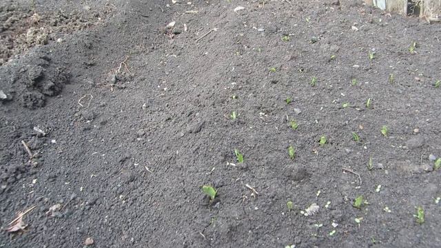 Видеообзор всходов гороха смотреть онлайн