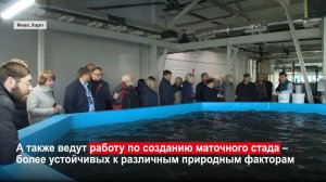 На Ямале активно ведётся работа по воспроизводству популяции сиговых рыб