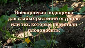 Если огурцы плохо плодоносят, делаю так. Урожай ведрами! Почему огурцы не плодоносят, чем подкормит