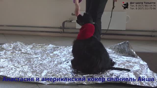 Занятие по дрессировке (общий курс дрессировки): обучение собак движению рядом с отвлечением.