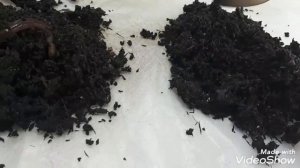 Коконы червя дендробена. Быть или не быть?