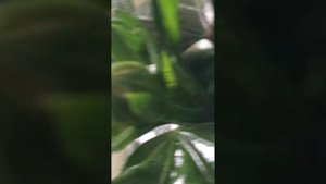 Упавший бутон гибискуса открыл мне секрет - гибискус не капризный, он - уязвимый!!!