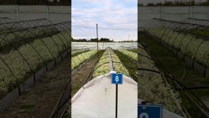 Древесное черенкование на фабрике растений Никитенко.