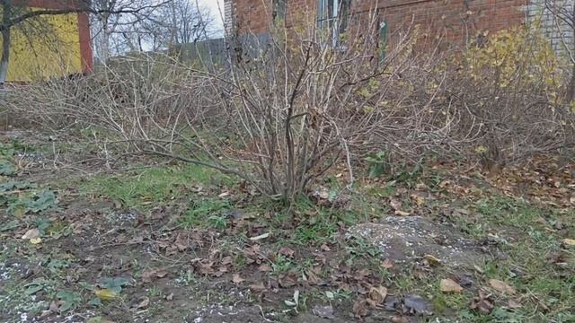 Почковый Клещ. Омолаживающая Обрезка Смородины. Махровость.