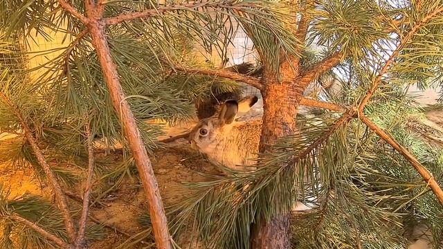 Есть ли у зайцев предпочтения? Ох, любоф смотреть онлайн