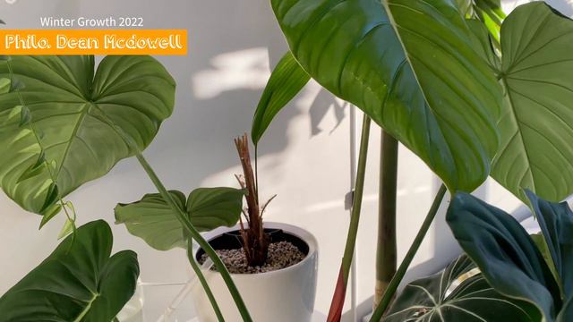 HOUSEPLANT TOUR of Winter Growth | CARE tips in Winter | How to grow plants in winter | Plant set u смотреть онлайн