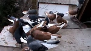 курские голуби1.MPG