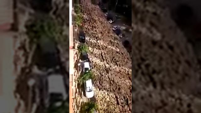 Стада овец смотреть онлайн