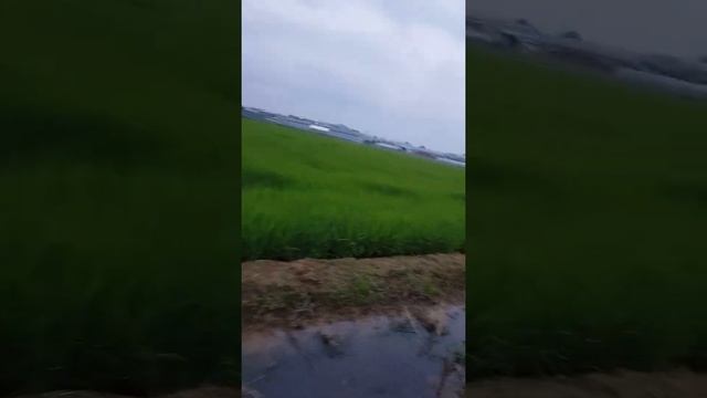 Как растёт рис! на вид обычная трава)))Корея смотреть онлайн