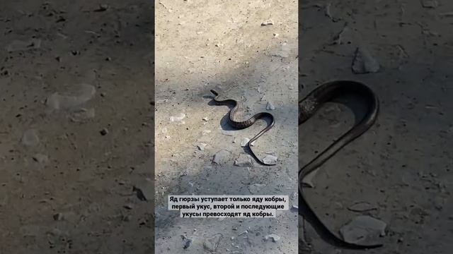 Гюрза самая опасная змея? смотреть онлайн
