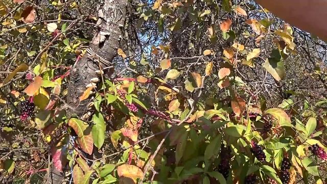 Началось!Я счастливая! Летают бабочки! Бегают мыши))) смотреть онлайн