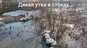 Дикая утка в стоковых водах