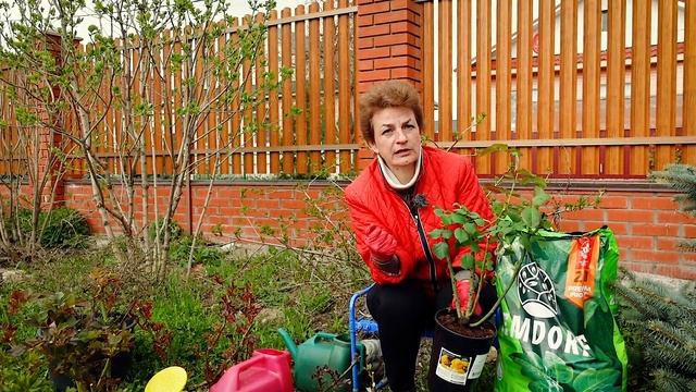 Золотое правило посадки роз ? смотреть онлайн