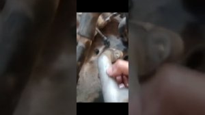 P1188 hyundai Porter2