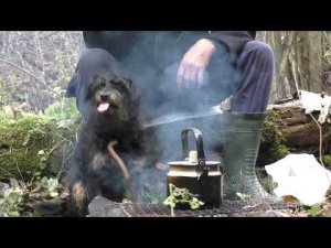 Лес. Чай, чага.