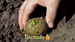 Картошка мелкая! Что делать?