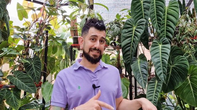 Syngonium Albo Review | 4 Years owning the Variegated Syngonium Podophyllum | Care and Tips смотреть онлайн