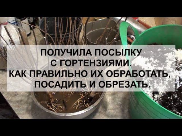 Получила посылку с гортензиями. Как правильно их обработать,посадить и обрезать.