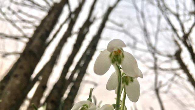 Dvorak -Sonatina for violin and piano смотреть онлайн