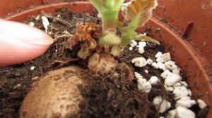 Gloxinia starting to grow again