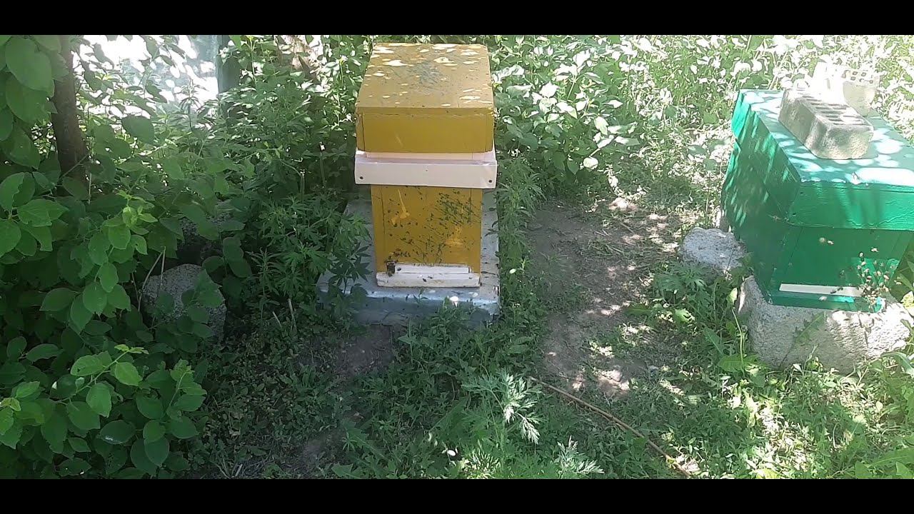 Шестирамочники в работе ! 2 отводка уже взяты с них