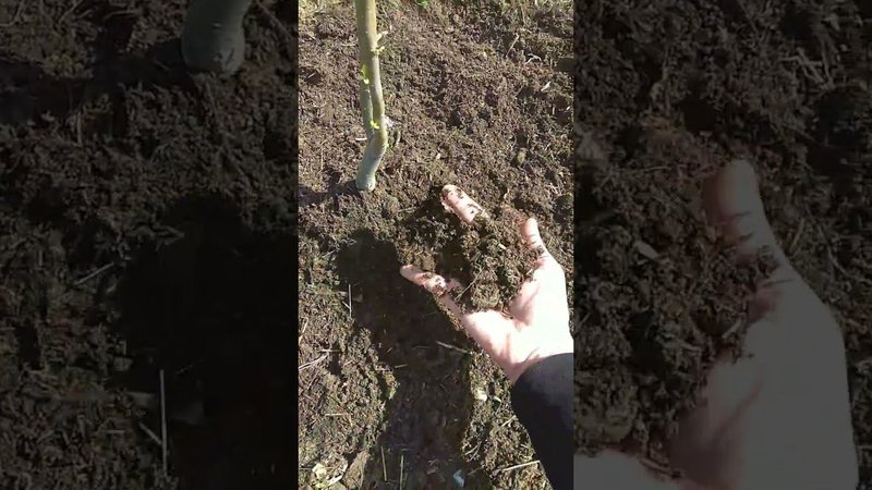 Конский навоз=Земля пух