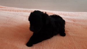 Щенки пуделя карликового серебристого, 1,5 месяца, мальчики