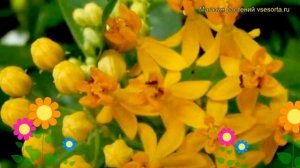 Ваточник кюрасавский Силки Голд. Краткий обзор, описание asclepias curassavica Silky Gold