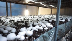 Выращиваем шампиньоны | Процесс | Урожай | Покровный грунт