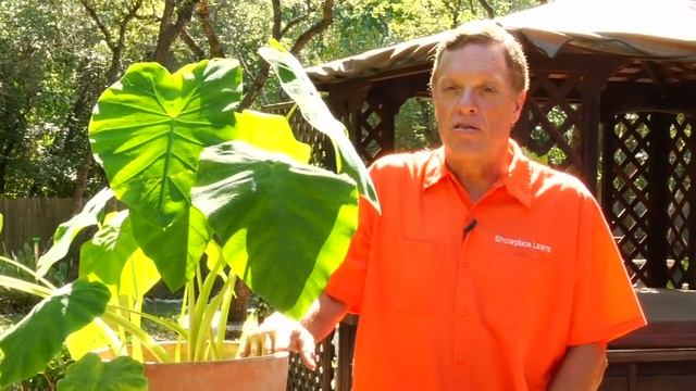 Gardening Tips : Caring for Elephant Ear Plants