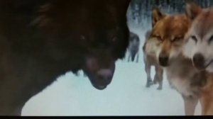 Twilight Wolves-Play/Unity Remix (Alan Walker)