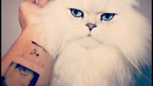 Творцы уюта: Самые милые инстаграм-коты года