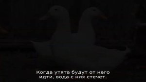 Бройлерные утки — описание породы