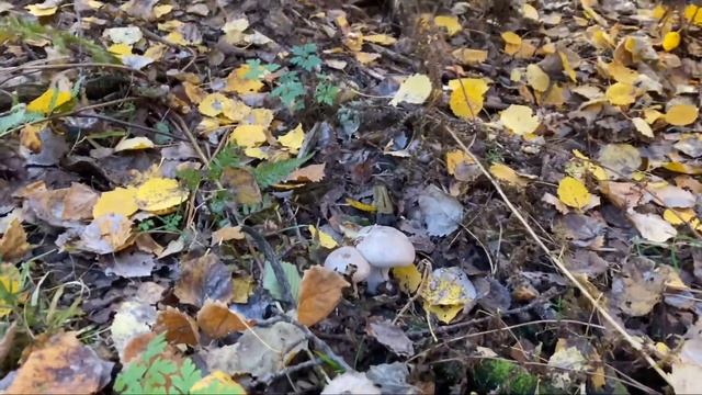 ОСЕННИЕ ГРИБЫ В ПОДМОСКОВЬЕ| ОПЯТА, РЯДОВКА,ЗОНТИКИ| ГРИБЫ 2021 смотреть онлайн