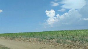 покровные культуры в засуху