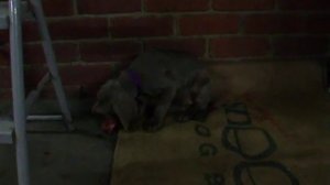 Swanky the Weimaraner Puppy with Fonzi the White Cat